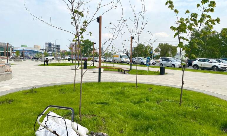 В сквере у челябинского дворца спорта «Юность» заменят девять высаженных в 2022 году деревьев: ше