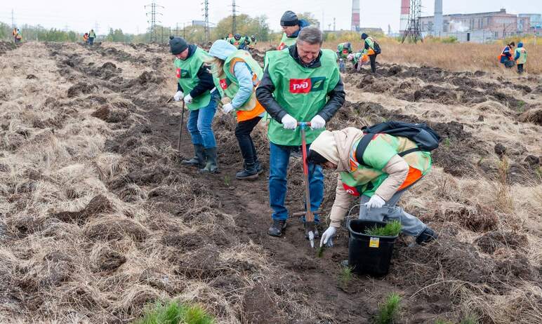 Работники Южно-Уральской магистрали высадили более 100 тысяч саженцев деревьев на всей территории