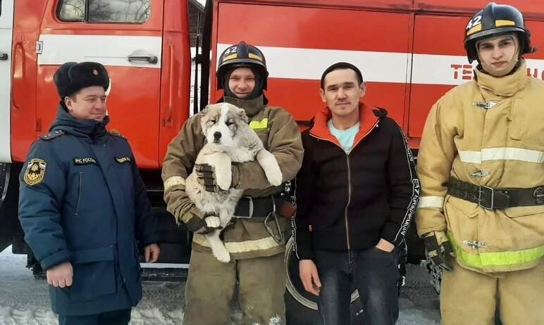 Пожарные из Верхнего Уфалея (Челябинская область) спасли маленького щенка алабая, не дав ему заме