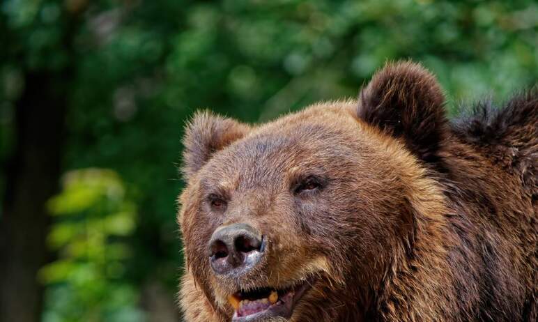 В Саткинском районе Челябинской области неизвестный застрелил медведя, лежавшего на обочине дорог