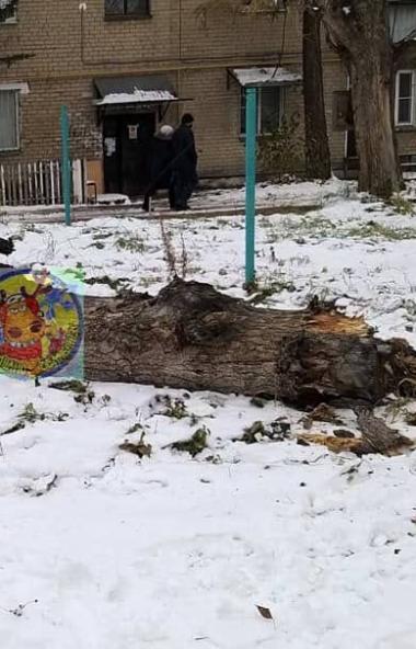 В Челябинске на восьмилетнюю девочку упало дерево. ЧП случилось 28 октября во дворе дома по улице