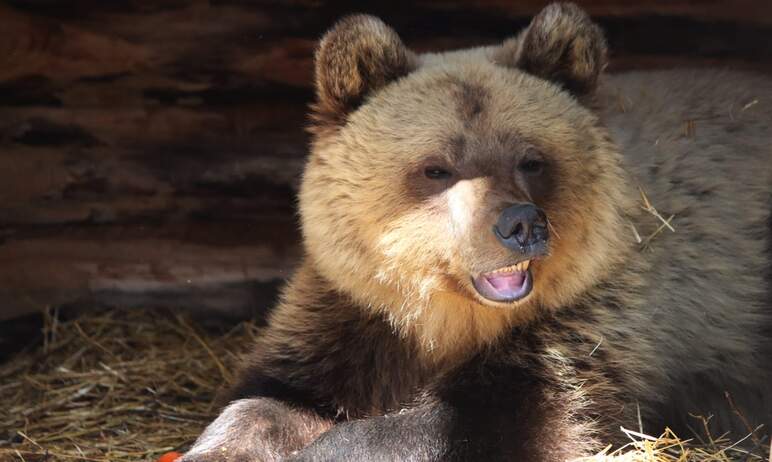 Челябинский зоопарк порадовал своих многочисленных подписчиков по-настоящему замечательной новост