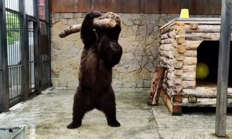 Челябинский зоопарк продолжает радовать многочисленных поклонников видеоисториями из жизни своих 