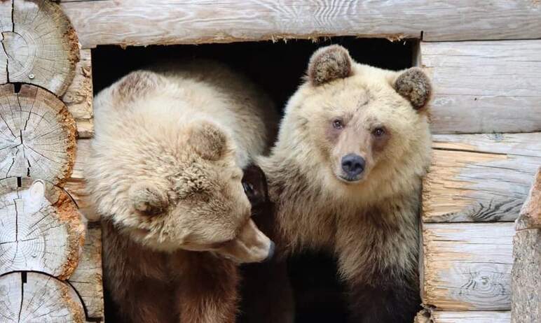 Челябинский зоопарк сегодня, 13-го мая, превратился в студию программы «Жди меня»: после разлуки 