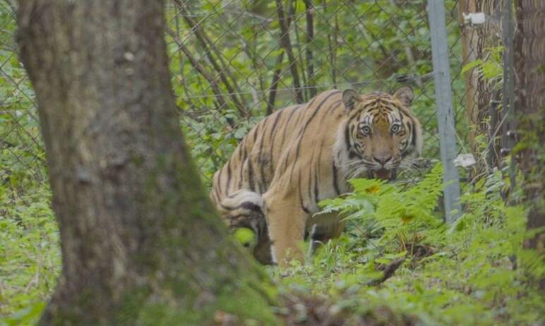 Амурский тигр Гектор, которого спасли в Челябинске и неделю назад отправили на реабилитацию в цен