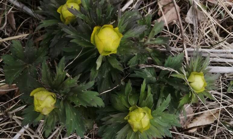 В национальном парке «Таганай» (Челябинская область) стали распускаться цветы троллей (троллиус, 
