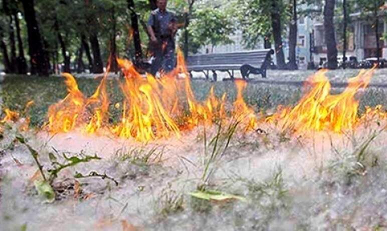 Тополиный пух ежегодно создает проблему жителям Челябинской области. В период цветения тополя уве