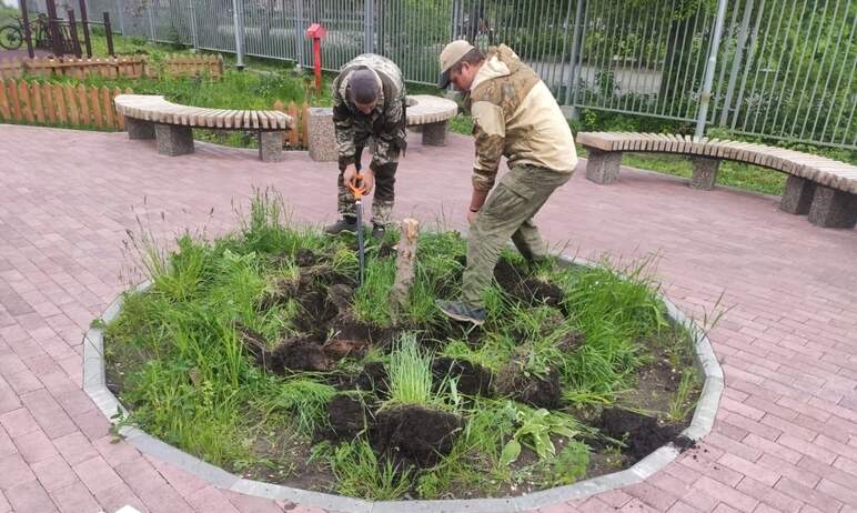 Набережную озера Смолино в Ленинском районе Челябинска украсила зеленая красавица – ель высадили 