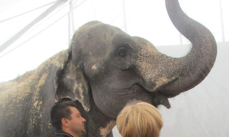 Региональный Роспотребнадзор проверил условия содержания слона в передвижном цирке (ООО «Цирк Гер