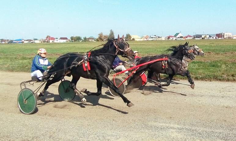 В выходные в Троицке Челябинской области прошли межрегиональные соревнования по конному спорту на