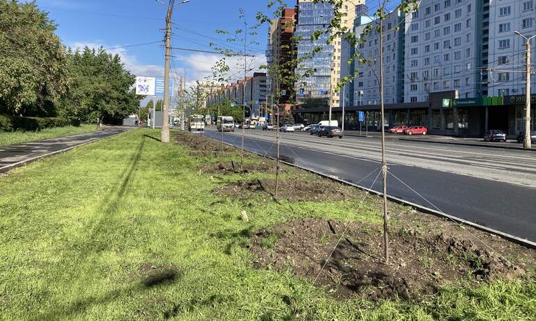 Очередная проверка состояния высаженных в 2021-м году на Комсомольском проспекте в Челябинске лип