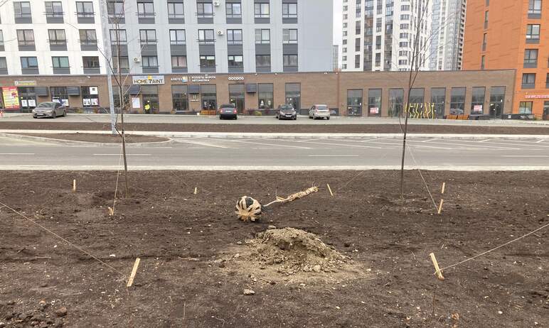 Челябинские экоактивисты заявили, что деревья на новом участке дороги по Комсомольскому проспекту