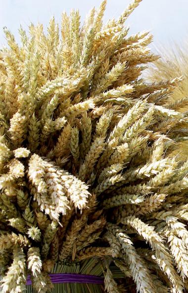 Продуктовое разнообразие и высокие экспортные возможности представляет Челябинская область в Моск