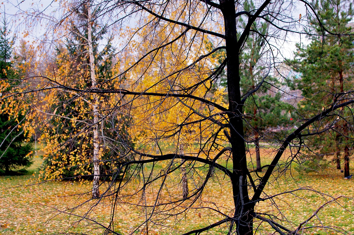 Октября челябинск. Челябинск в октябре. Природа в октябре Челябинск. Фото-природа в октябре под Челябинском. 6 Дней октябрь Челябинск.