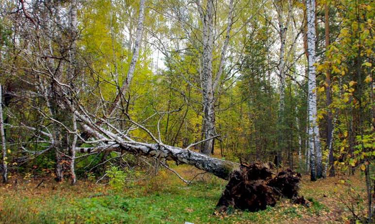 В Кунашакском районе (Челябинская область) полицейские задержали незаконного лесоруба, который ср