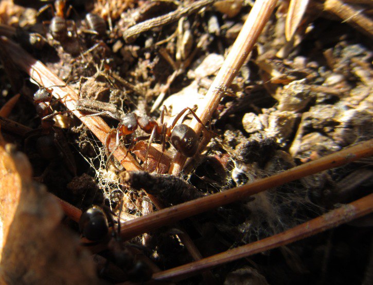 На Таганае раньше обычного пробудились муравьи и «ожила» верба