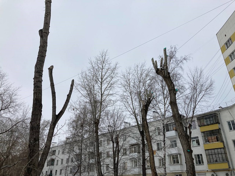 «Эко-Стандарт» назвал варварскую расправу с деревьями в Челябинске саботажем