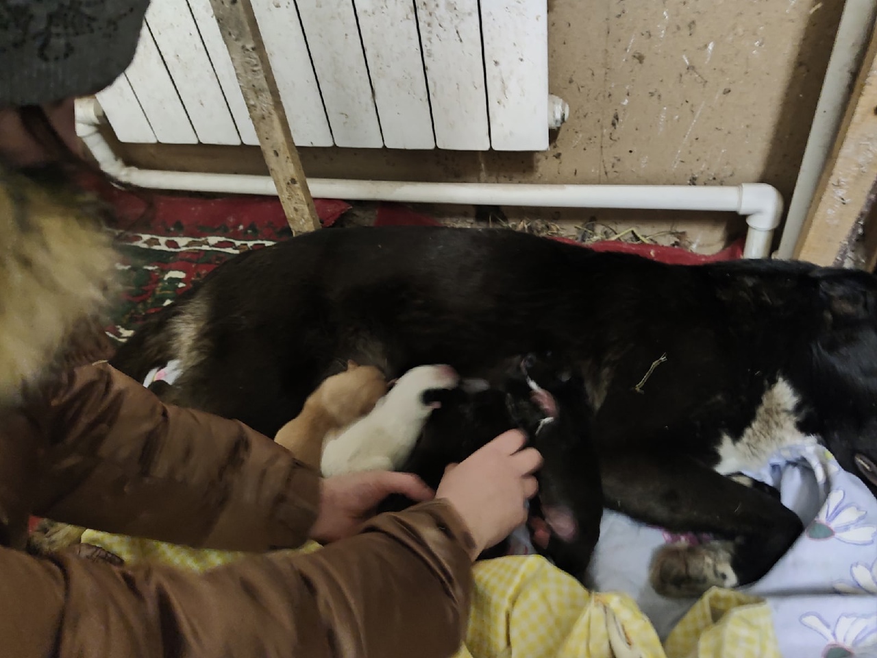 В Челябинске ищут дом щенки, едва не замершие насмерть в январские холода
