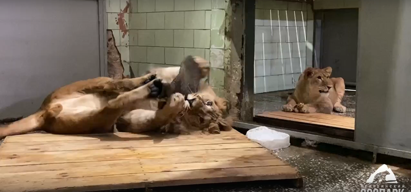 Это было прекрасно: Челябинский зоопарк показал первое свидание царя зверей и его царицы