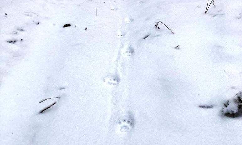 В национальном парке «Таганай» (Челябинская область) в районе Киалима отметился волк.

С