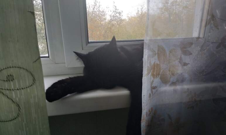 В Челябинске еще одна домашняя кошка стала жертвой бешенства. Животное погибло второго декабря. С