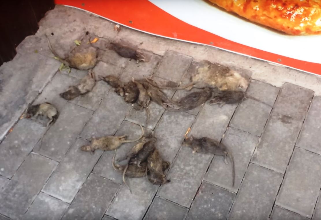 Настоящее «кладбище» крыс обнаружила местная жительница на уличном рынке, расположенном во дворах