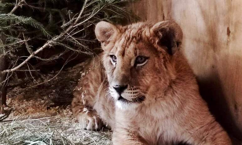 Очаровательный, милый, красивый, прелестный львенок теперь живет в челябинском зоопарке. Кошачьем