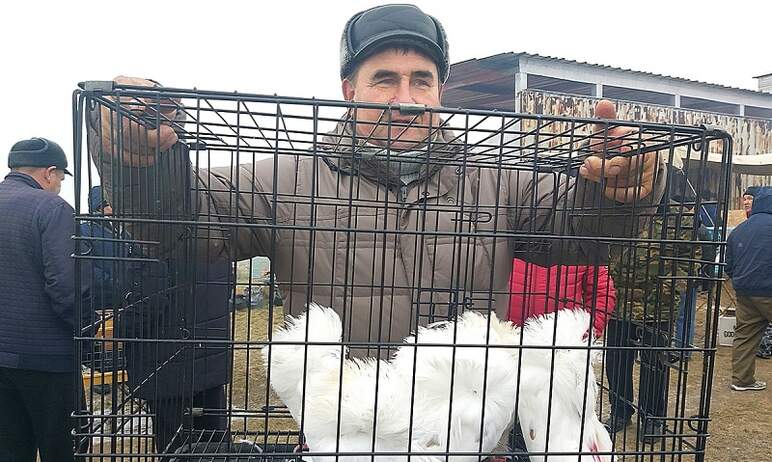 В городе Троицке Челябинской области 28 октября состоялась выставка-ярмарка домашних голубей. Гол