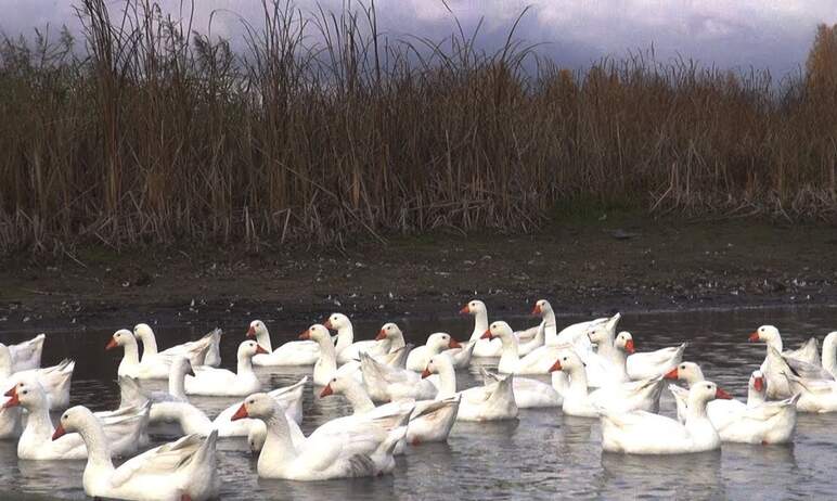 В селе Халитово Кунашакского района Челябинской области у жителей изымут всю домашнюю птицу(а это