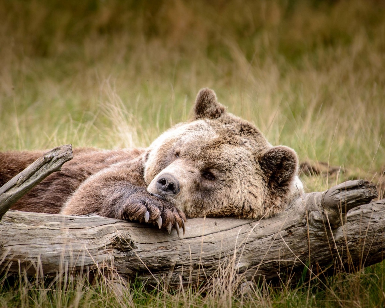 Живой медведь лежит на диване