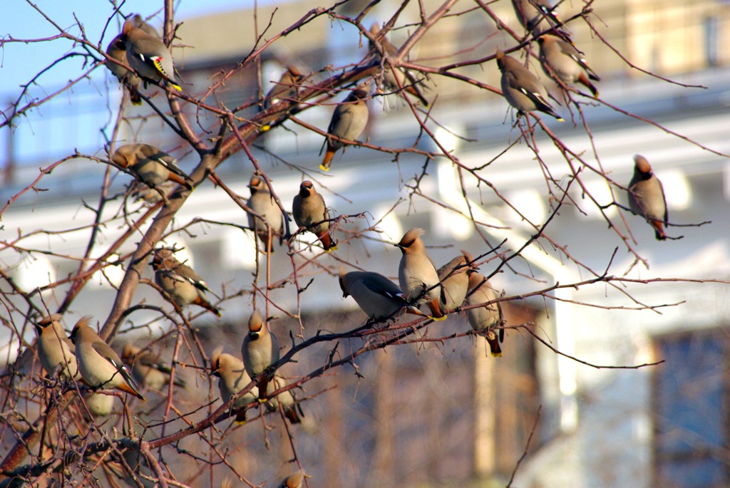 Приход весны птицы. Птицы весной в городе.