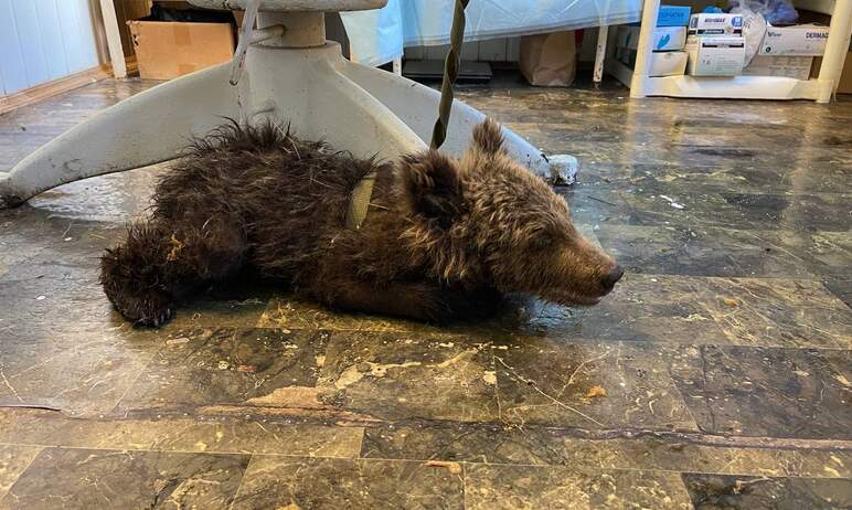 В Челябинск доставили еле живого, крайне истощенного медвежонка, найденного на трассе. За жизнь к