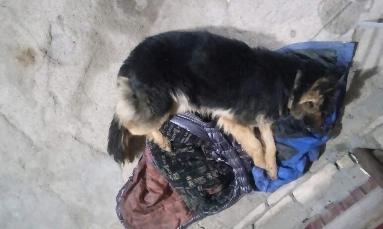 В Магнитогорске (Челябинской области) пьяный мужчина палкой насмерть забил беременную собаку. В Ч