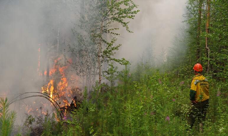 Специалисты Федеральной Авиалесоохраны разработали прогноз рисков по лесным пожарам на территории