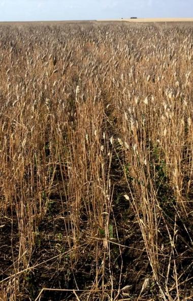 В Челябинской области появится новый сорт твердой пшеницы, апробация которого проводится специали