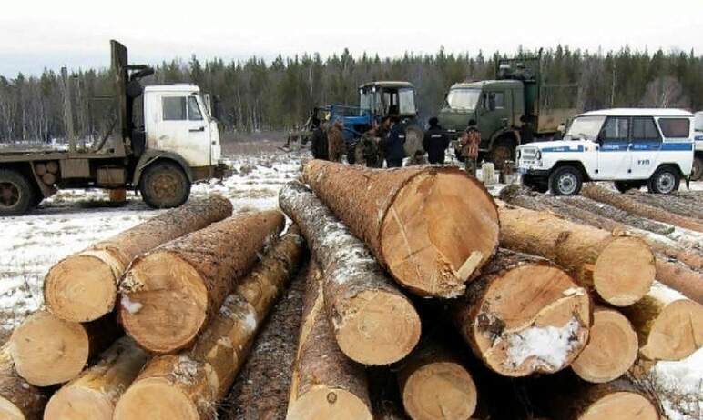 В Нязепетровском государственном заказнике Челябинской области побывали «черные лесорубы», которы