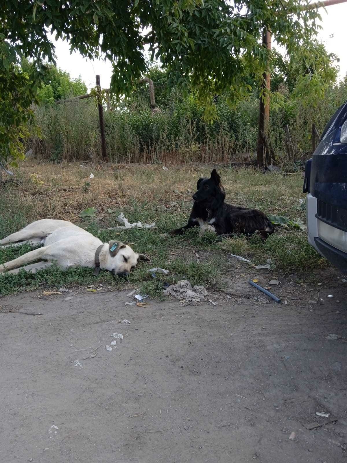 Ситуация с попыткой массового убийства собак в Челябинске на контроле в  столичной прокуратуре | 10.09.2022 | Челябинск - БезФормата