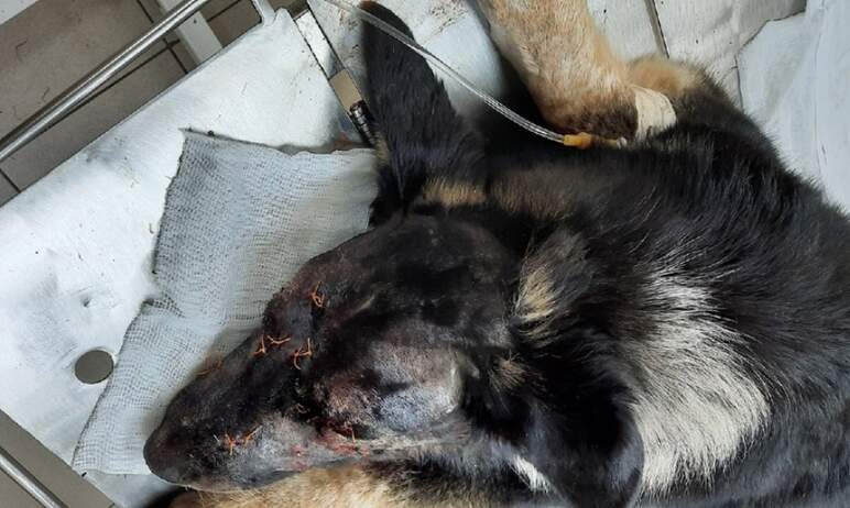 В Нагайбакском районе (Челябинская область) собака, в которую живодеры всадили 20 пуль, выжила, н