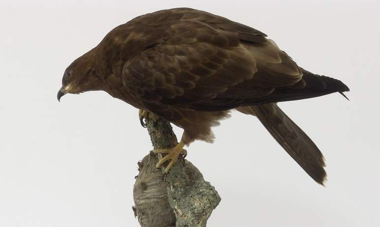 Коллекцию Государственного исторического музея Южного Урала пополнила редкая птица - обыкновенный