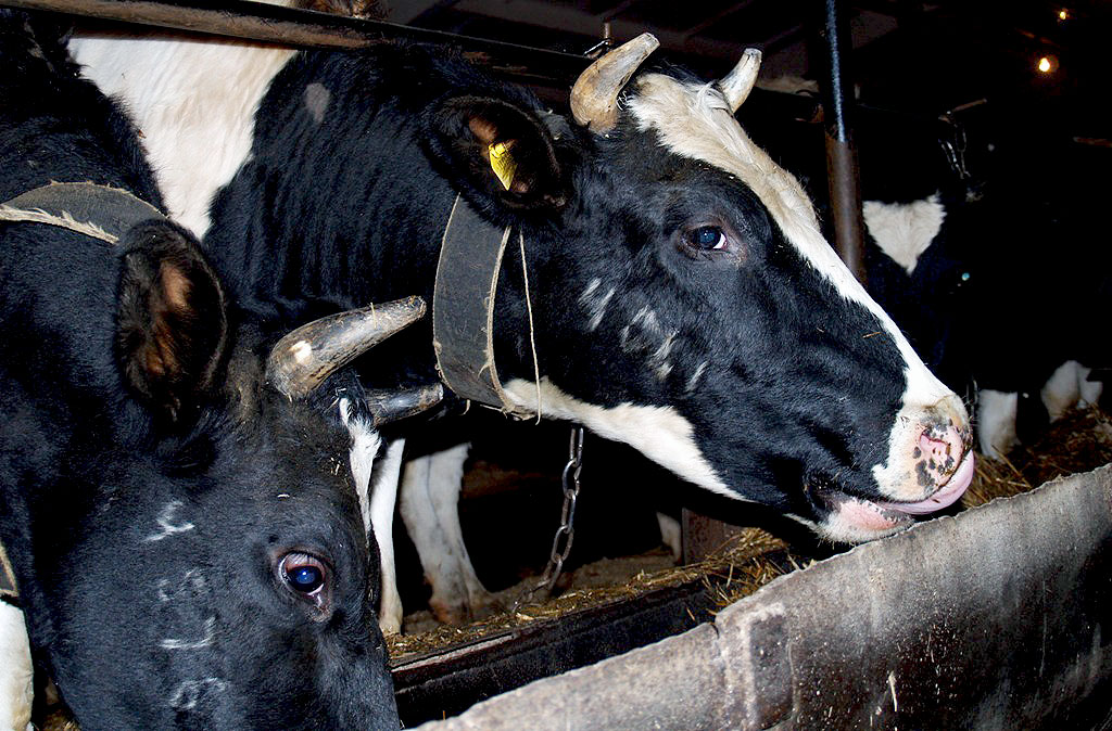 За 9 месяцев текущего года отрасль молочного животноводства в Челябинской области показала рост 8