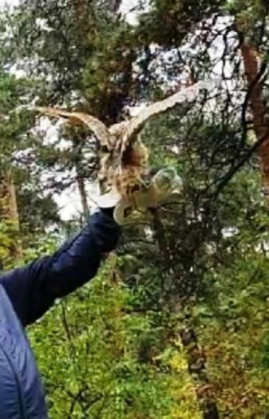 В Челябинском городском бору состоялся очередной выпуск животных и птиц, прошедших реабилитацию в