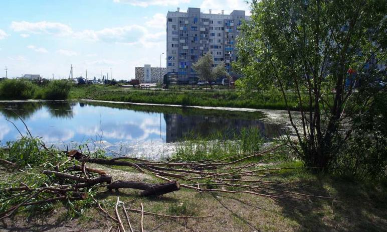В челябинском микрорайоне Чурилово на берегу пруда построят сквер с газоном и новыми растениями: 
