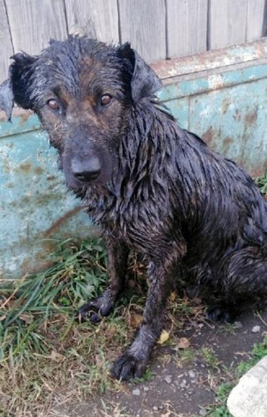 В Челябинске вот уже почти неделю на территории автопарка на АМЗ находится пес, угодивший в битум