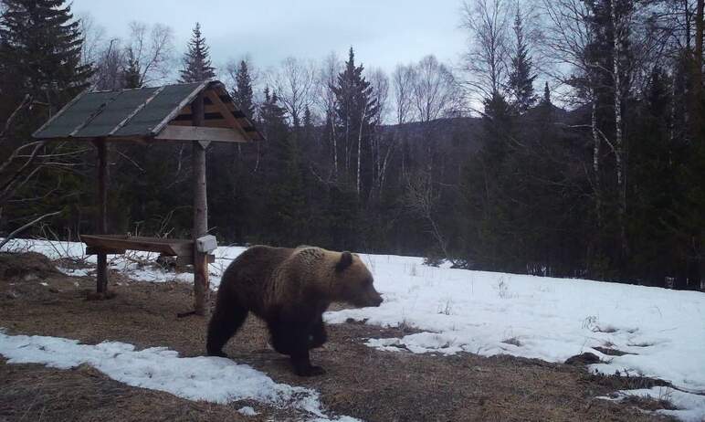 В национальном парке «Таганай» пробудившийся от спячки медведь отведал птичьего корма. Обычно в в
