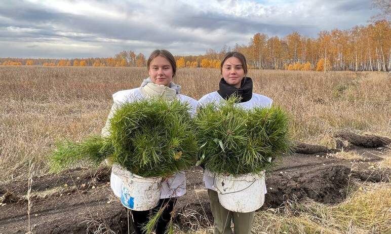 В Кременкульском участковом лесничестве (Челябинская область) сегодня, 13 октября, высадили хвойн