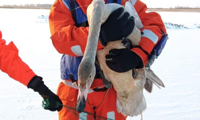 На озере у поселка Мичуринский (Карталинский район, Челябинская область) два лебедя из-за травм о