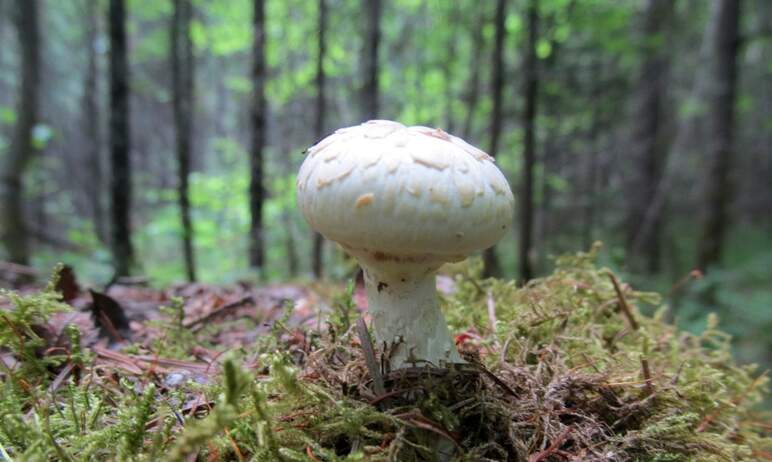 В национальном парке Таганай (Челябинская область) начался грибной сезон. Как сообщили в пре