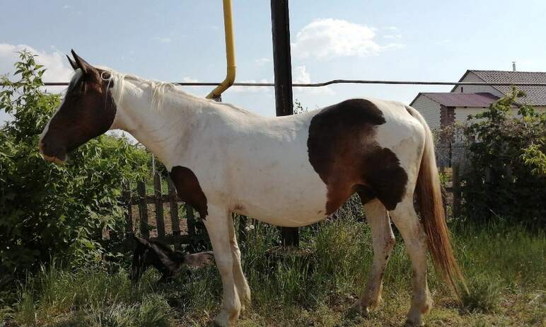 Житель Карталов (Челябинская область) похитил лошадь с жеребенком, но испугавшись ответствен