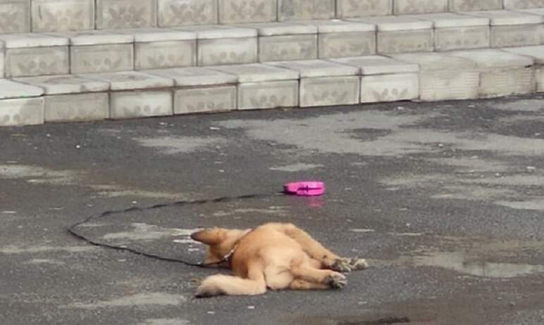 В Челябинске полиция разбирается с информацией о гибели собаки, которую выкинули из окна высотки,