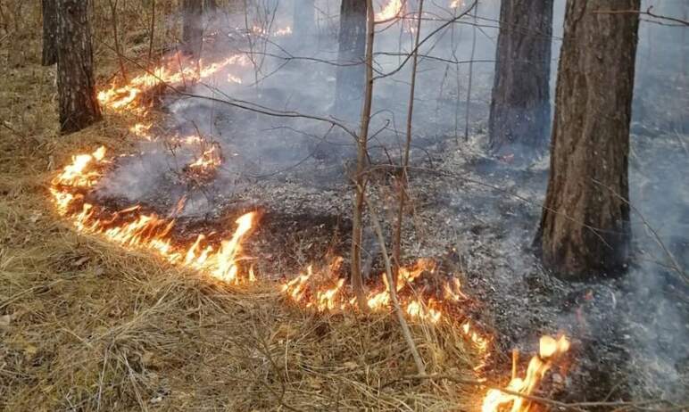 В Челябинской области сложилась наиболее сложная обстановка с лесными и ландшафтными пожарами сре